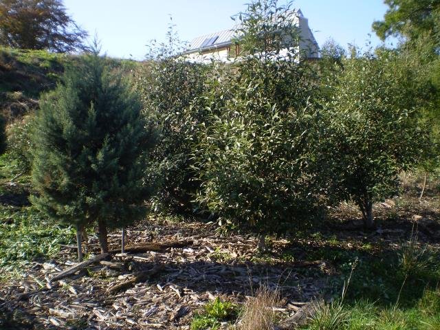 LSP- the beginning, 2008-11 Cambridge Tree Trust